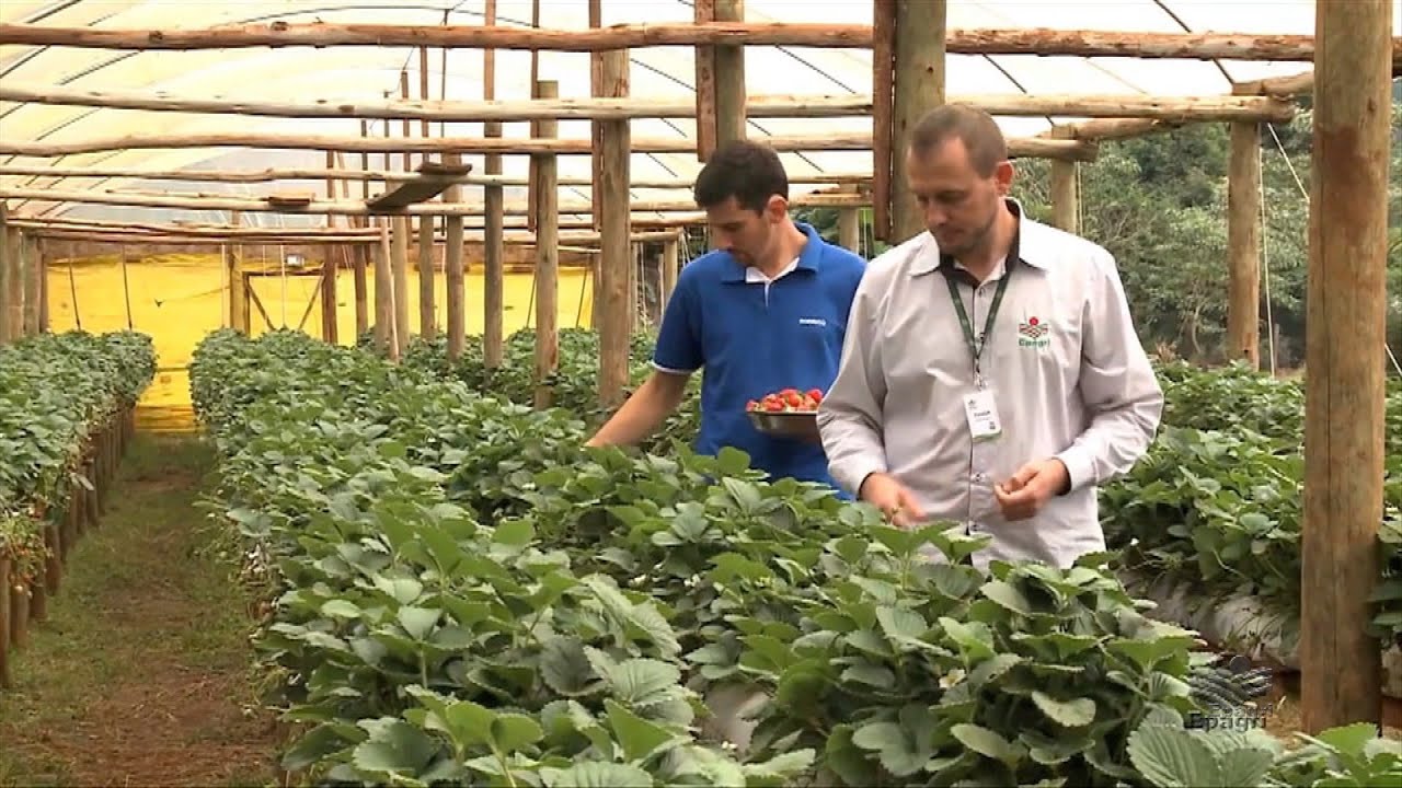 Extensão Rural na região Sul do país