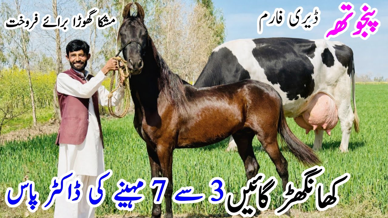 &ldquo;punjotha Dairy Farm&rdquo;Mushkav Horse & 3 to 7 Month Doctor Approved Cows | 