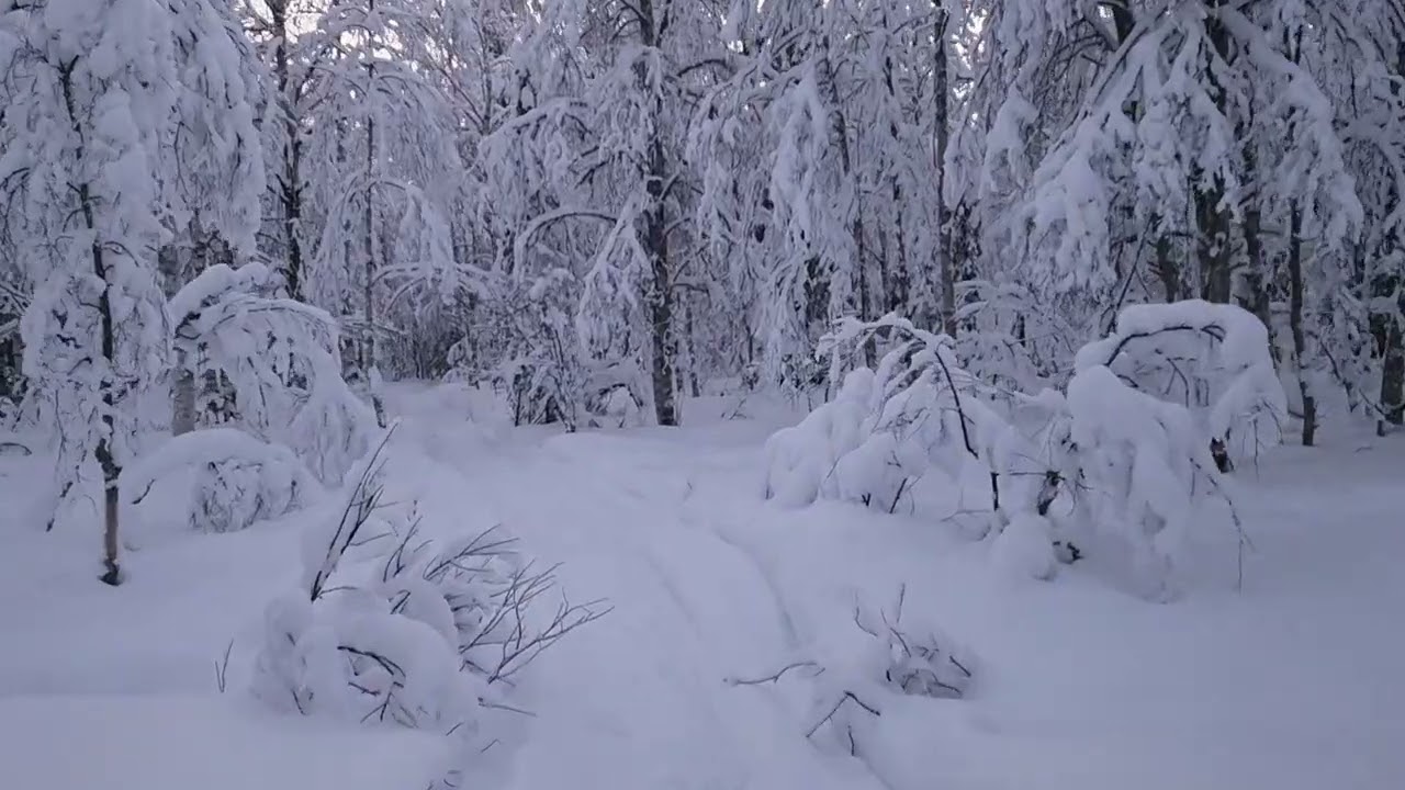 ASMR in Nature – Walking in a Finnish Winter Forest and whispering with an accent