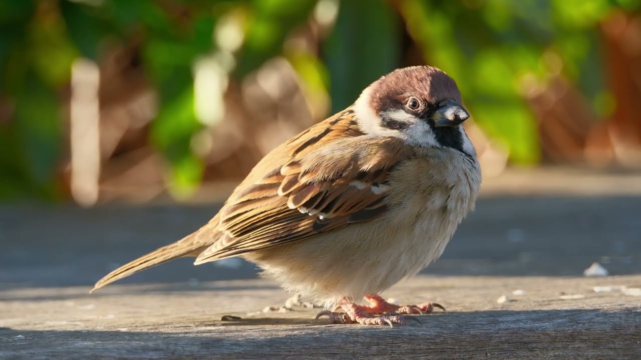 #L025 #スズメ #sparrowbird #birds #sparrow #すずめ #m11