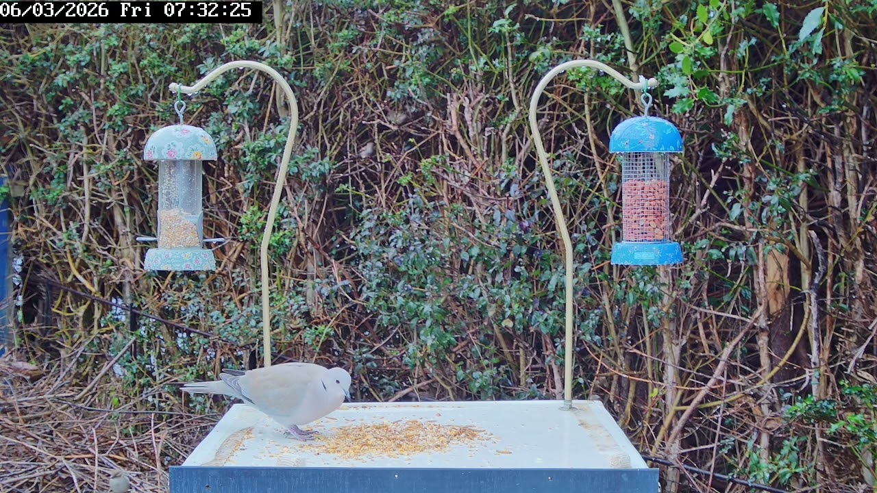 Bird table antics, 6th March 2026