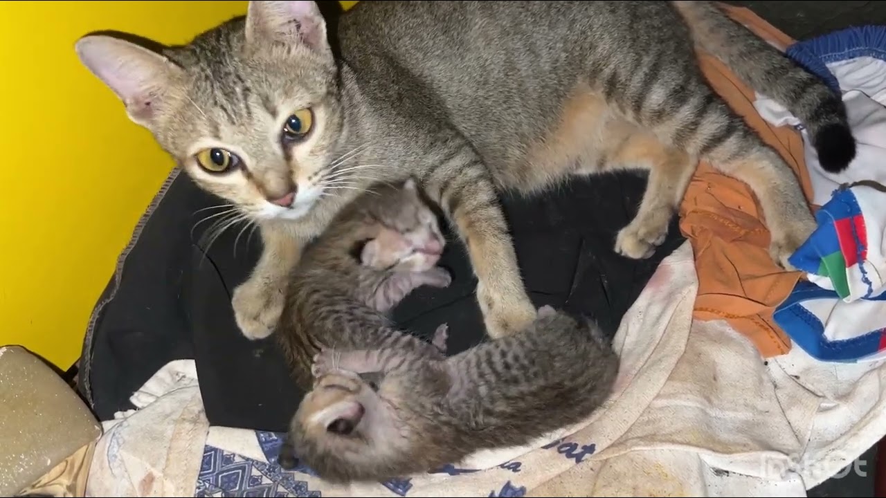 Meet Our 5-Day-Old Kitten! 😻 Tiny, Cute & Adorable!