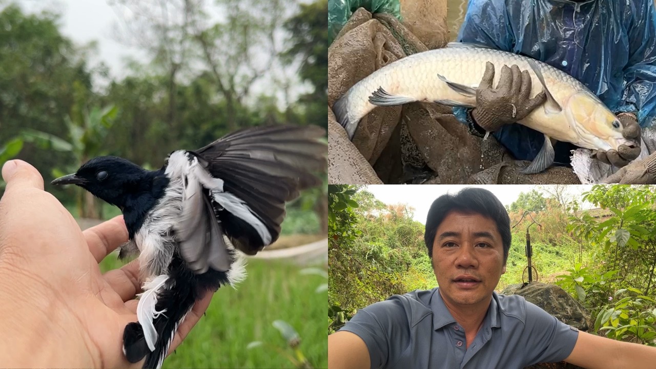 Thử Đi B.ẫy Chim Ch&iacute;ch Cho&egrave; Than Ng&agrave;y Đầu Xu&acirc;n & C&aacute;i Kết Si&ecirc;u Nhanh / @Tu&acirc;nhue1982 .