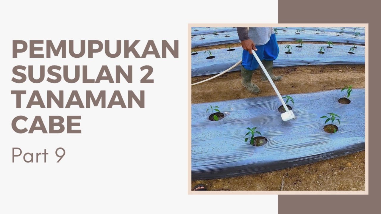 PEMUPUKAN SUSULAN PADA TANAMAN CABE !!! Part 9