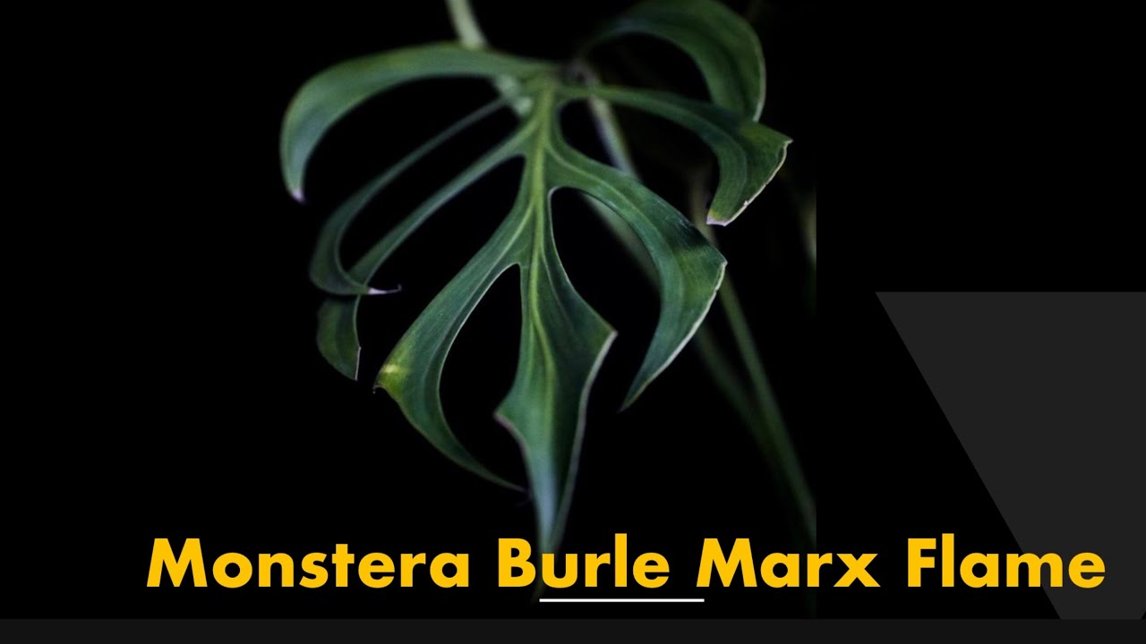 Monstera Burle Marx Flame - International Plant haul #monsteraburlemarxfkame #monstera #plantcare