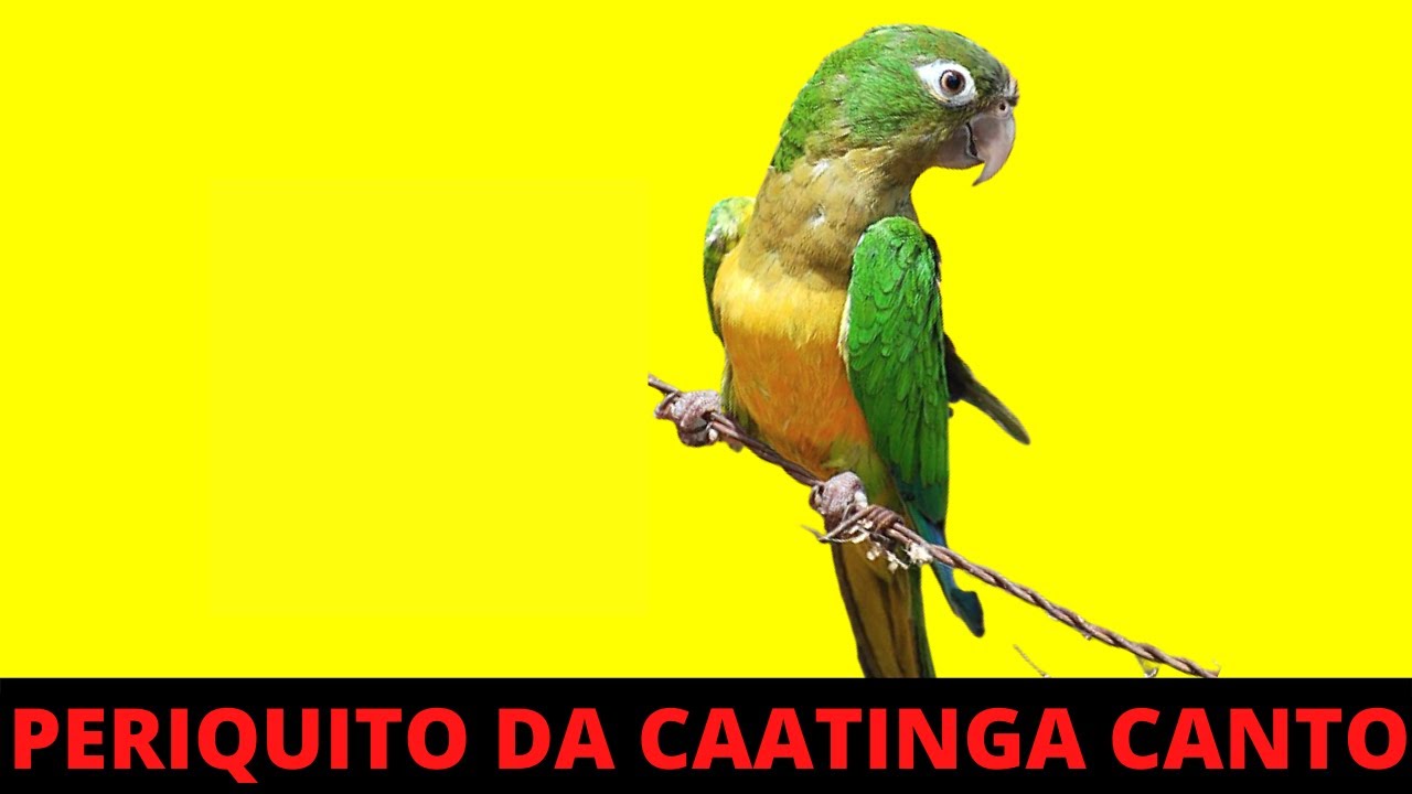 PERIQUITO DA CAATINGA CANTANDO MUITO LINDO NA NATUREZA