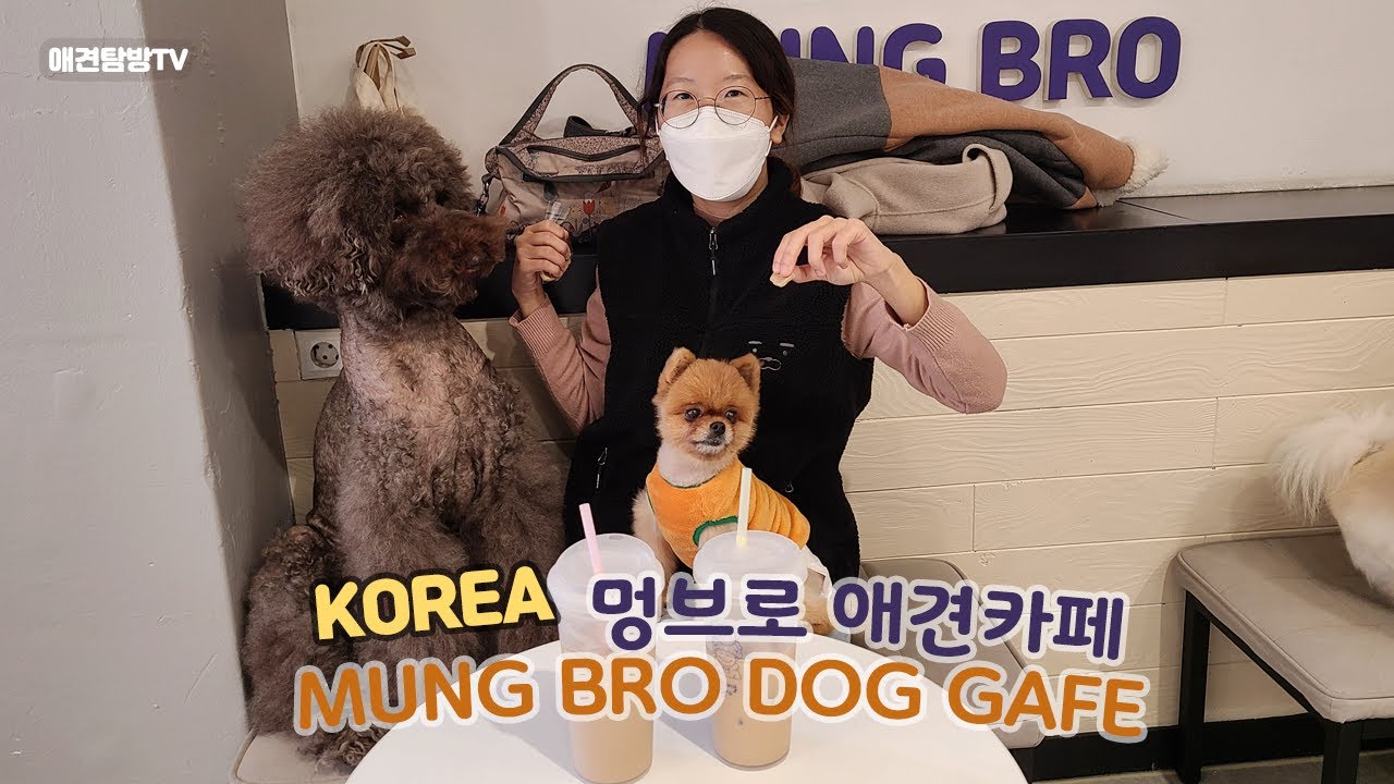 성남 가볼만한 곳 멍브로 애견카페 데이트