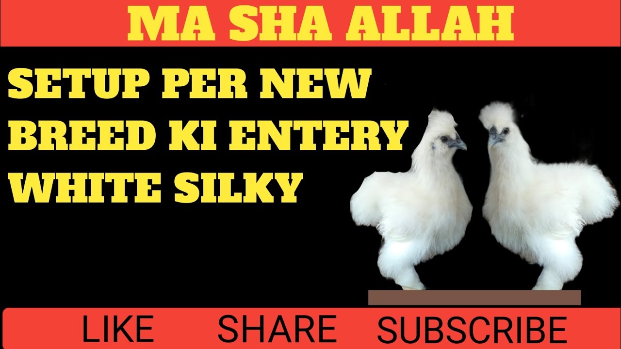 White Silky Breed
