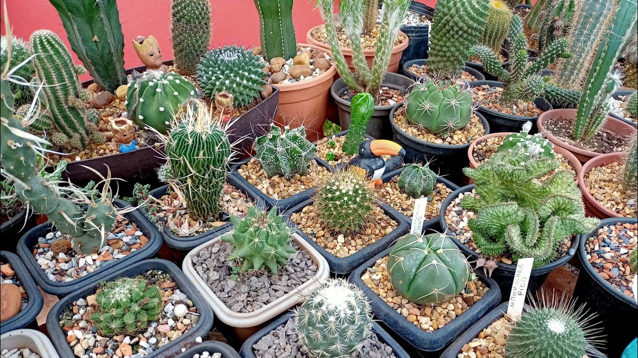 Cactos raros da minha coleção e dicas para vocês