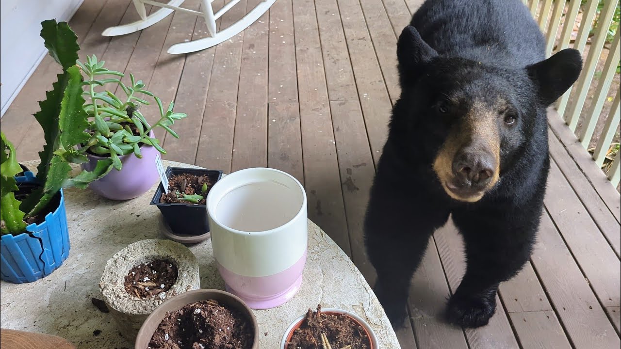 Bear Ruby — Steely Resolve