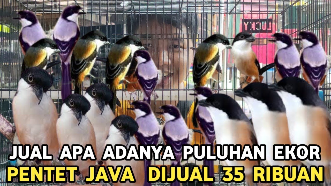 HARGA AHIR TAHUN || PENTET OMBYOKAN PULUHAN EKOR DIJUAL 35 RIBUAN DI PASAR BURUNG PRAMUKA 