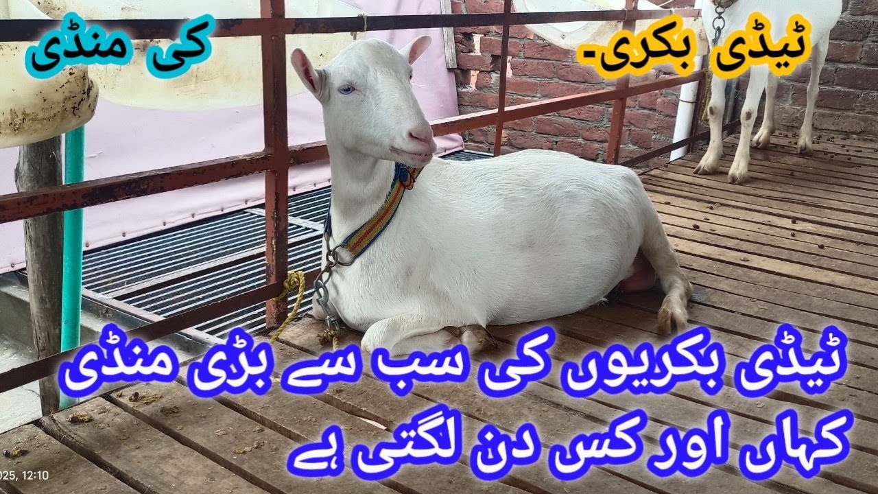 Largest mandi for teddy goats ll Teddy bakriyon ki sab se bari mandi ll informed about teddy goat ll
