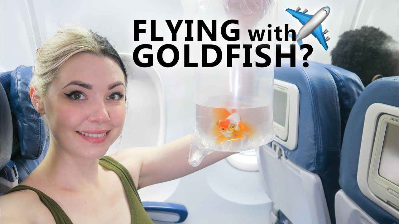 Getting Goldfish Through TSA?!