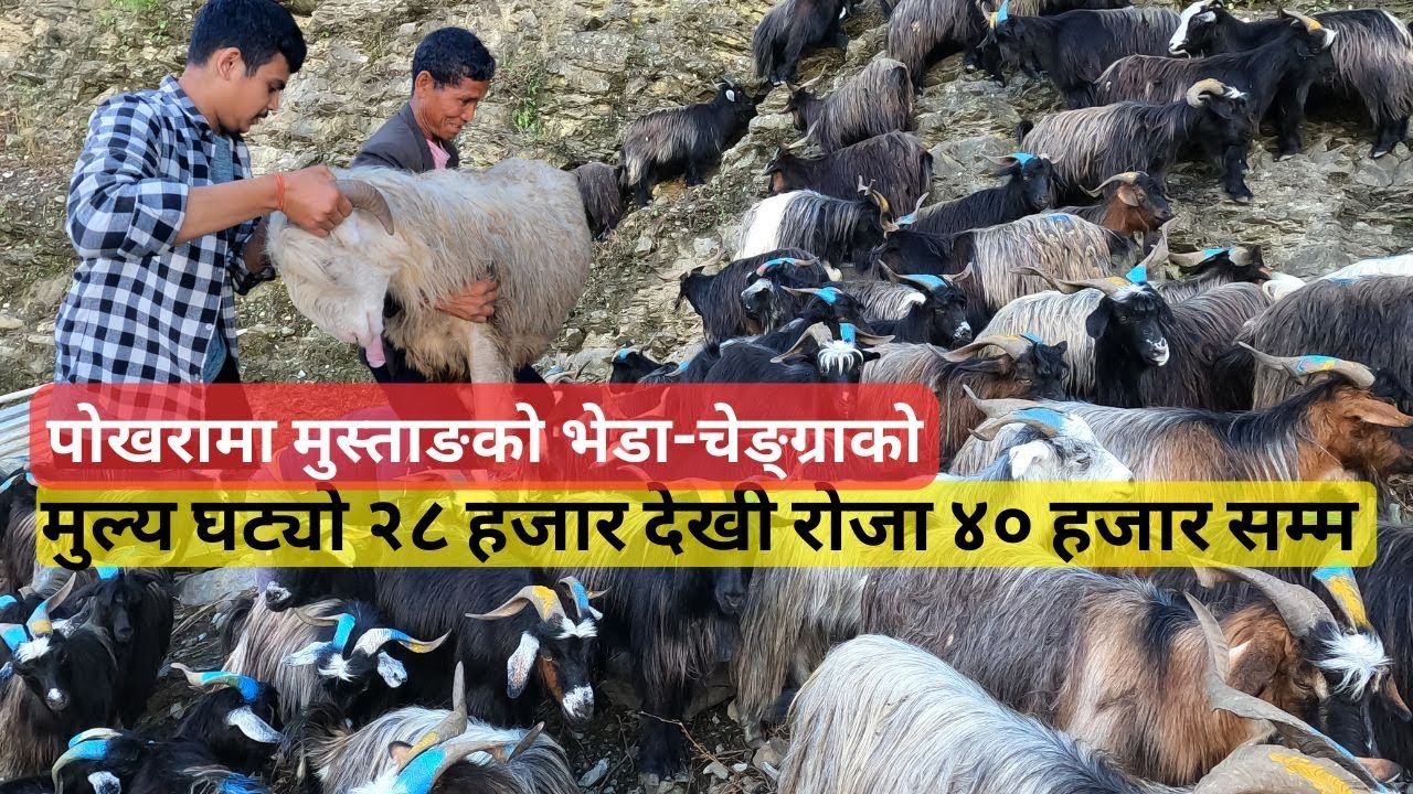 पोखरामा मुस्ताङको भेडा-चेङ्ग्राको मुल्य घट्यो २८ हजार देखी रोजा ४० हजार सम्म | Mustang Chengra