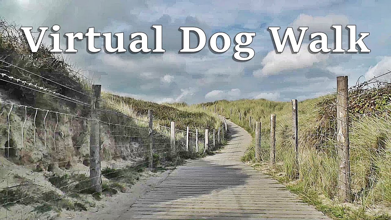 Dog Walk TV : TV for Dogs - Virtual Dog Walk at The Beach