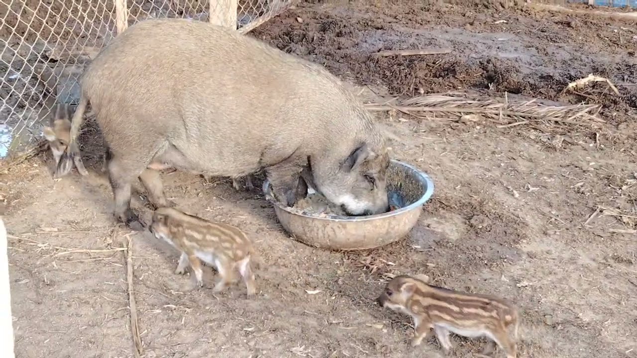 เลี้ยง​หมูป่า​สร้าง​รายได้​ เลี้ยง​หมูป่า​เสริม​รายได้​