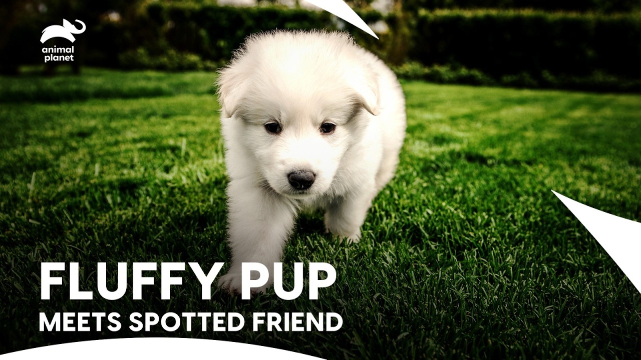 Cute Little Samoyed Puppies and Dalmatian Dog Form Best Friendship | Too Cute | Animal Planet