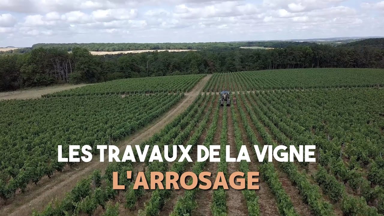 LES TRAVAUX DE LA VIGNE: l'arrosage des jeunes plants arrosage juillet 2019