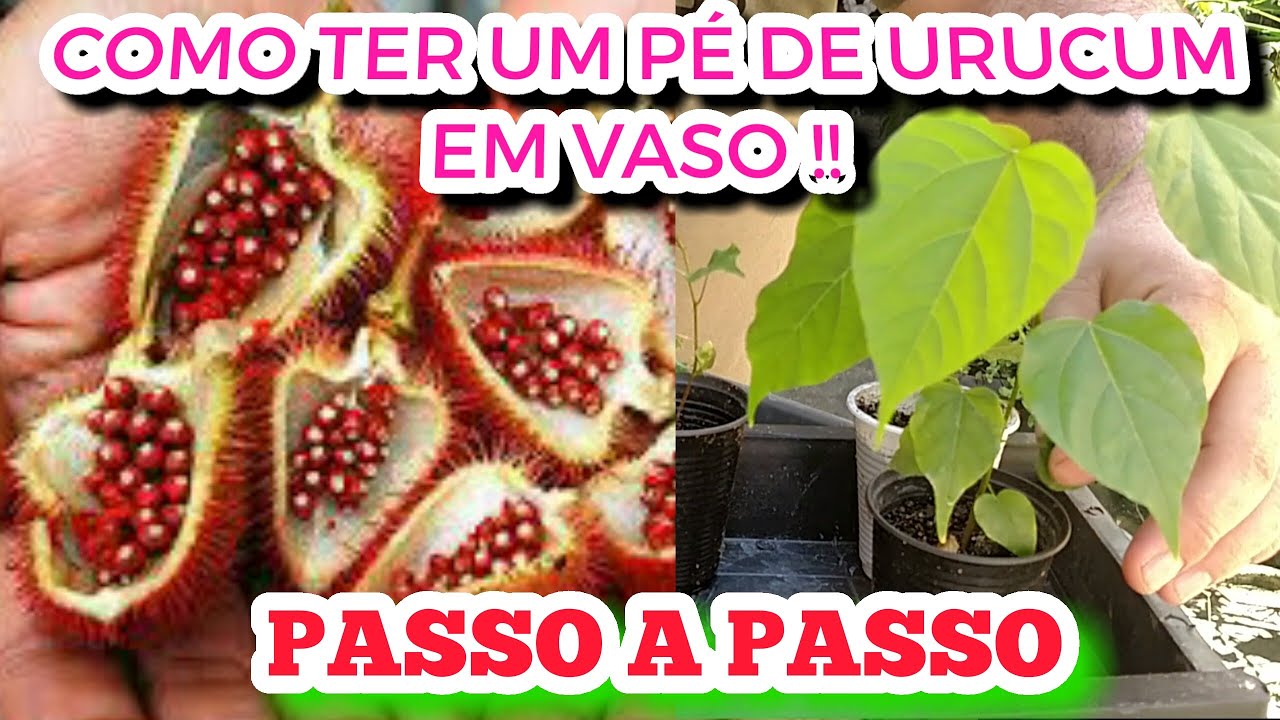 COMO PLANTAR URUCUM/COLORAU EM VASO!CONFIRA!