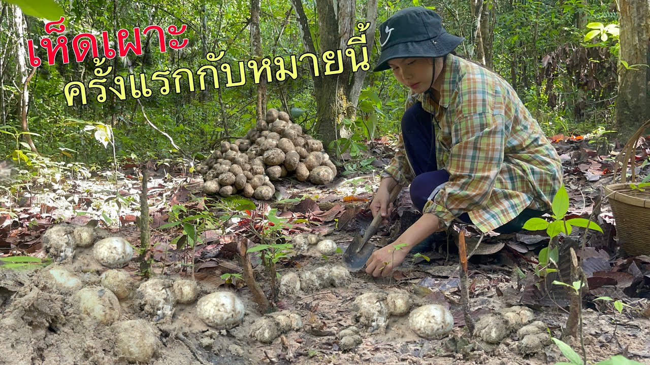17/05/67 เก็บเห็ดเผาะ!!ครั้งแรกกับหมายนี้ที่ได้เยอะมากๆ!!!เหลือเชื่อสุดๆไม่คิดว่าจะเยอะขนาดนี้