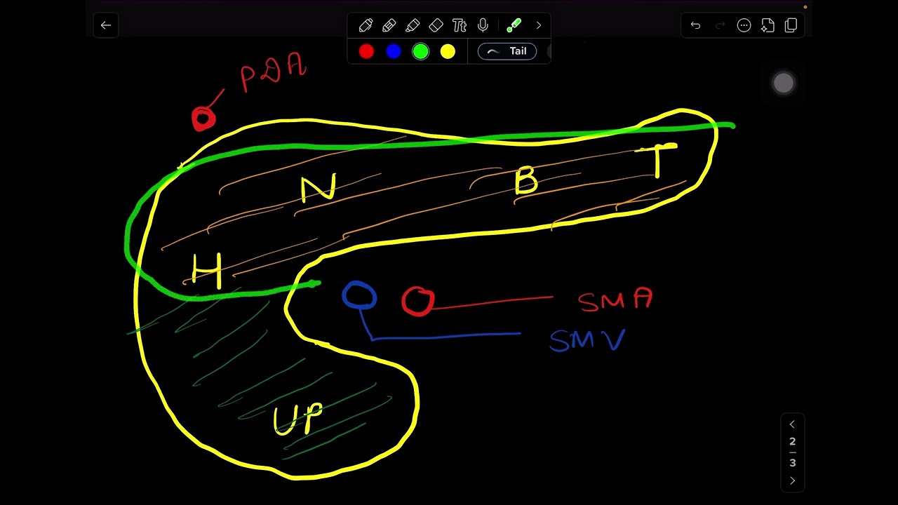 Pancreas Anatomy l One Area Every Surgeon Fears