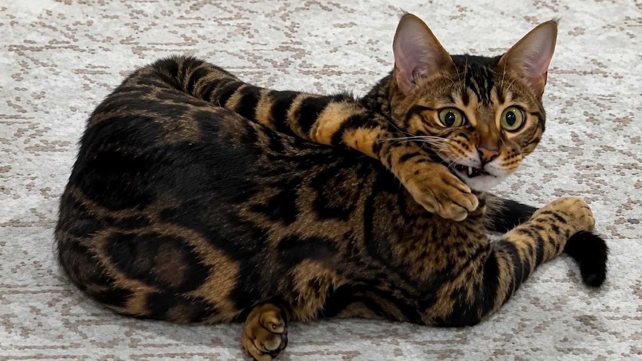 Cat Logic