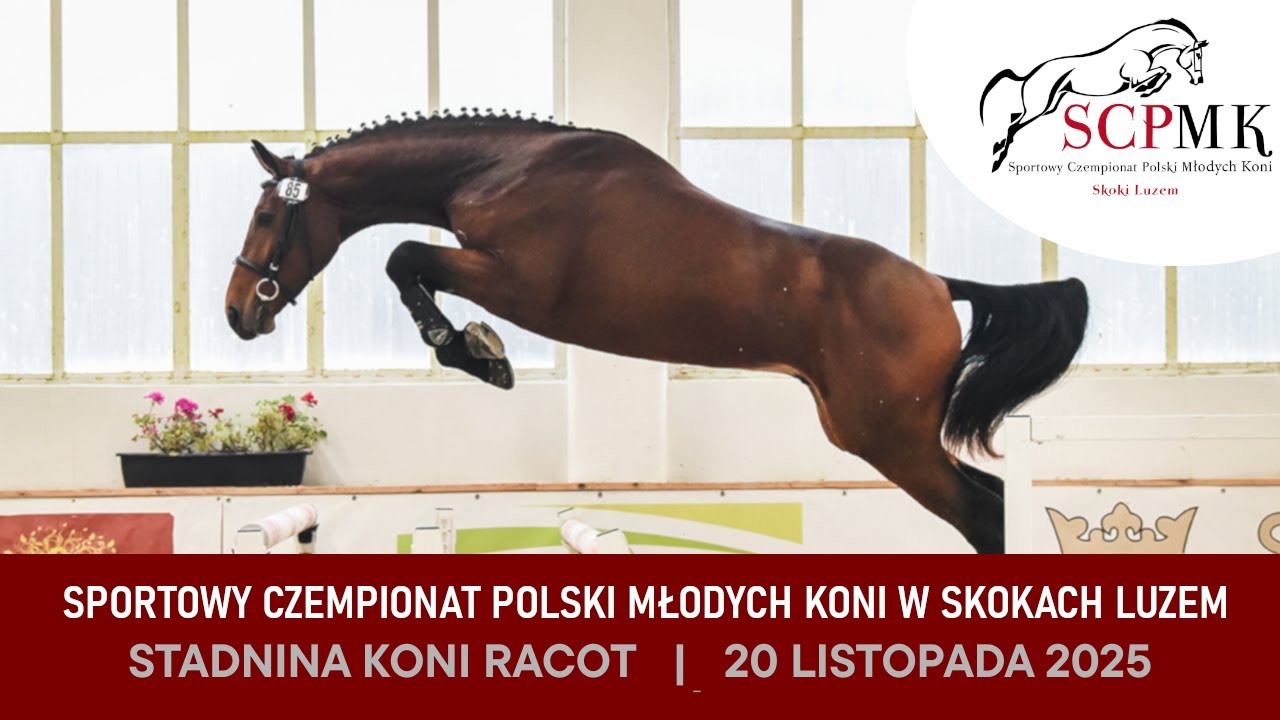 LIVE 🔴 Sportowy Czempionat Polski Młodych Koni | RACOT | 20.11.2025