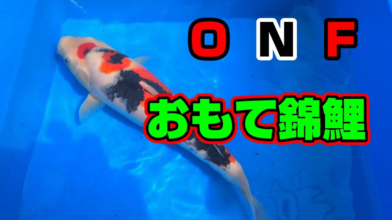 【汚池再生計画】福岡県みやま市にある『錦鯉 おもて錦』さんへ、遊びに行ってきました‼#koifarm#koi#koipond＃昭和三色＃錦鯉＃おもて＃夏の終わり