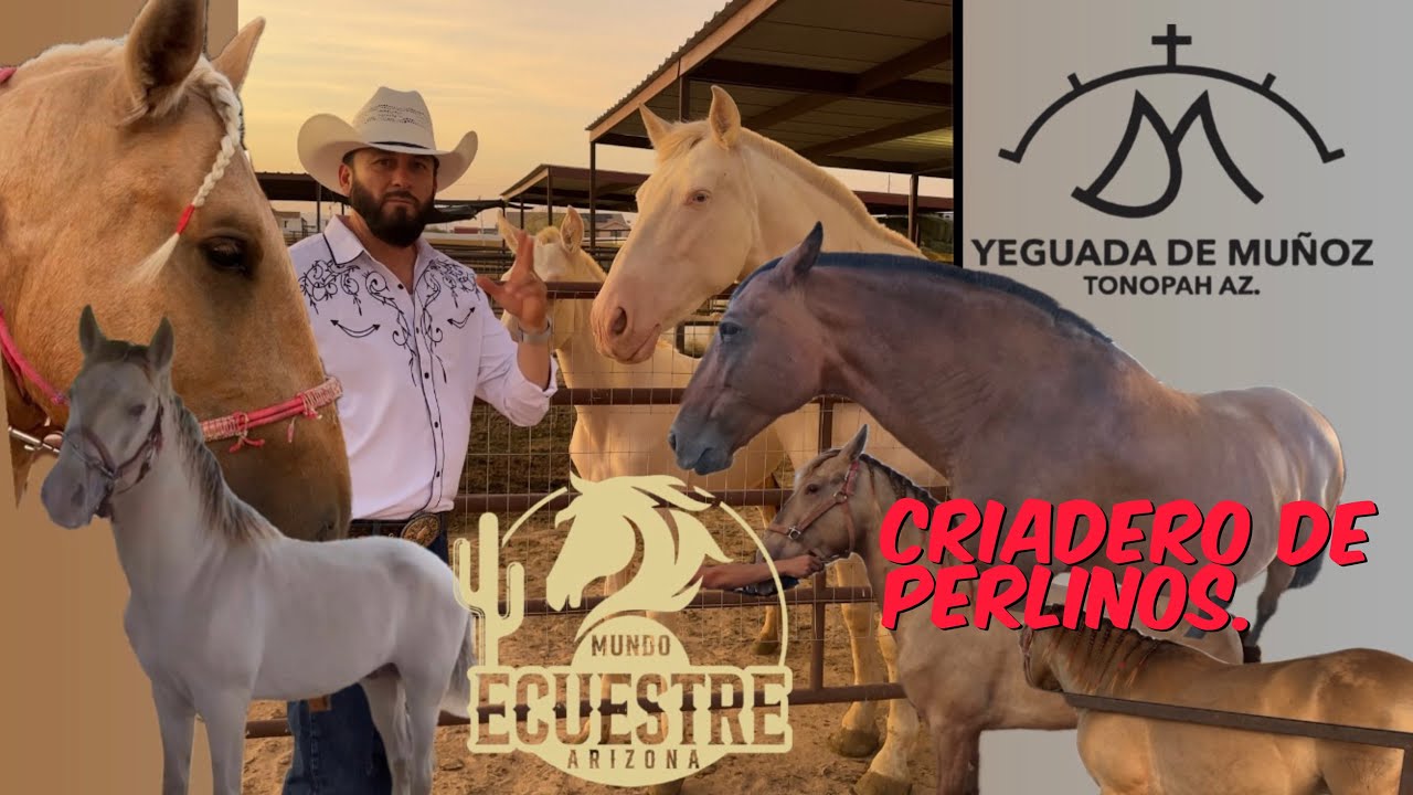 Visitamos el único criadero de  caballos Perlinos , Yeguada de Muñoz en Tonopah, Arizona .