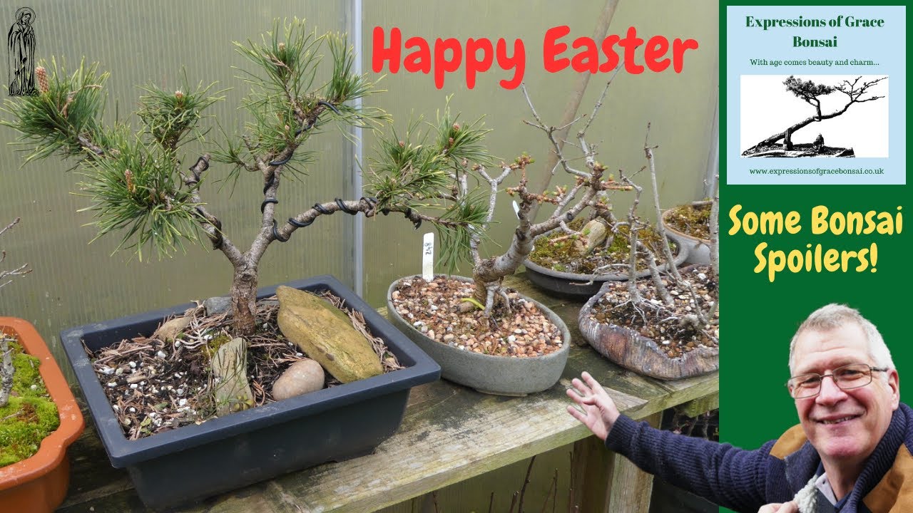 April in the Expressions of Grace Bonsai Backyard - Loads more trees too.