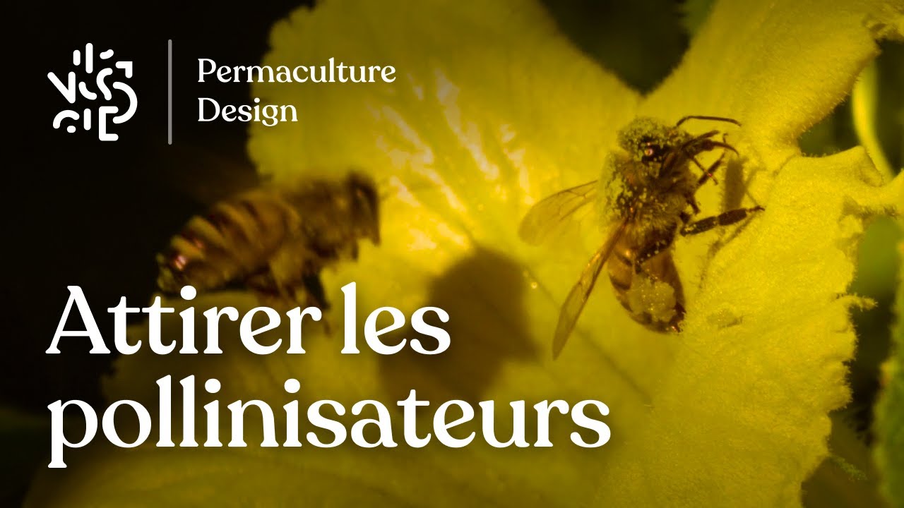 Faire venir les insectes pollinisateurs dans son jardin en permaculture