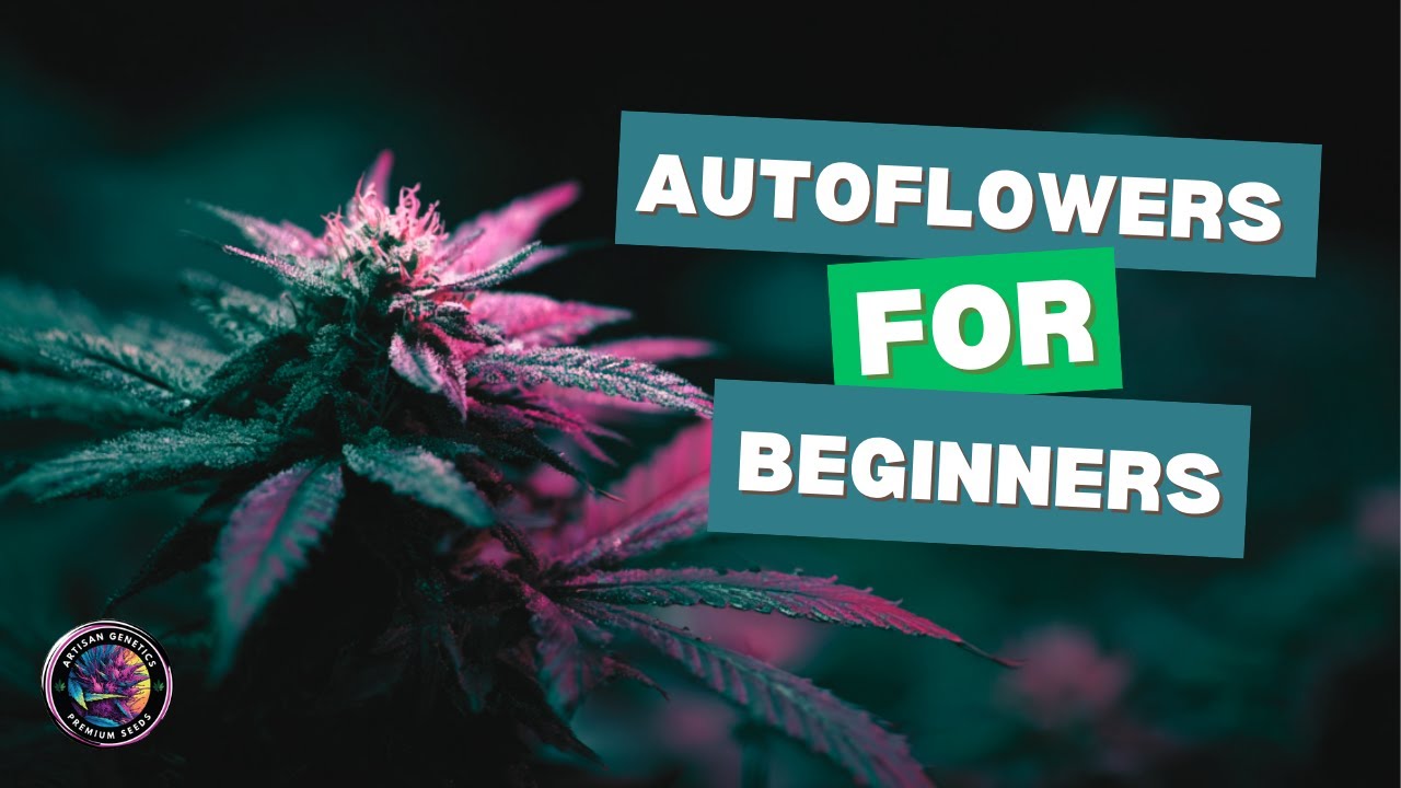 Autoflowers for Beginners | Easy Guide to Growing Fast-Flowering Plants