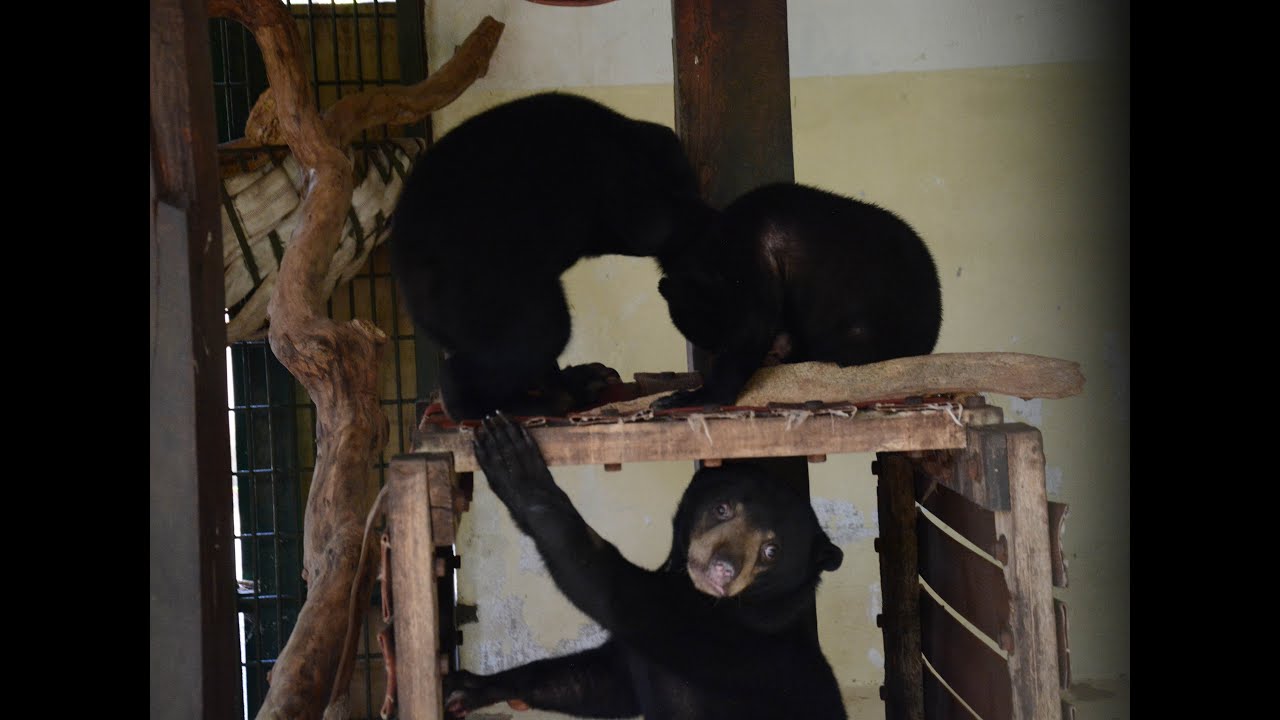 Sun Bear Rehabilitation |Integration Of Betung With Itam And Kipaku: Love at first sight! | BSBCC