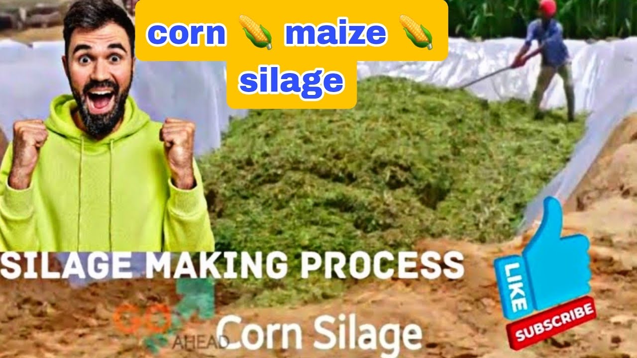 Healthy #Silage Making Video 📹 | Silage Making Process