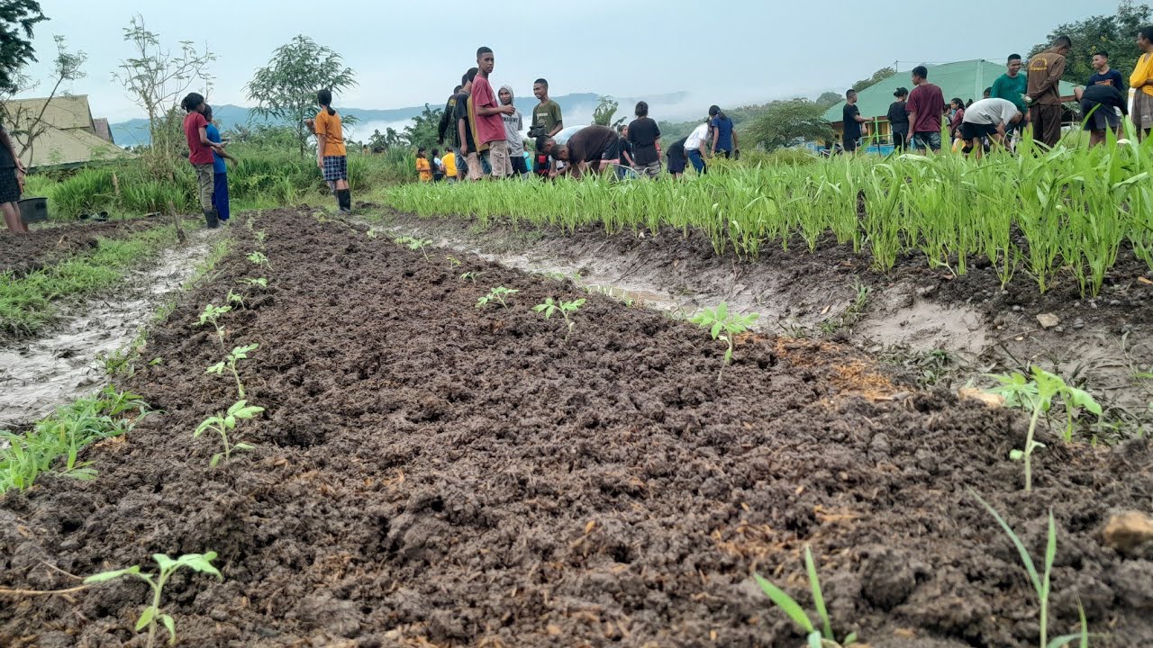 KRIDA PERTANIAN - SAKA TARUNA BUMI - SMK-PP N KUPANG