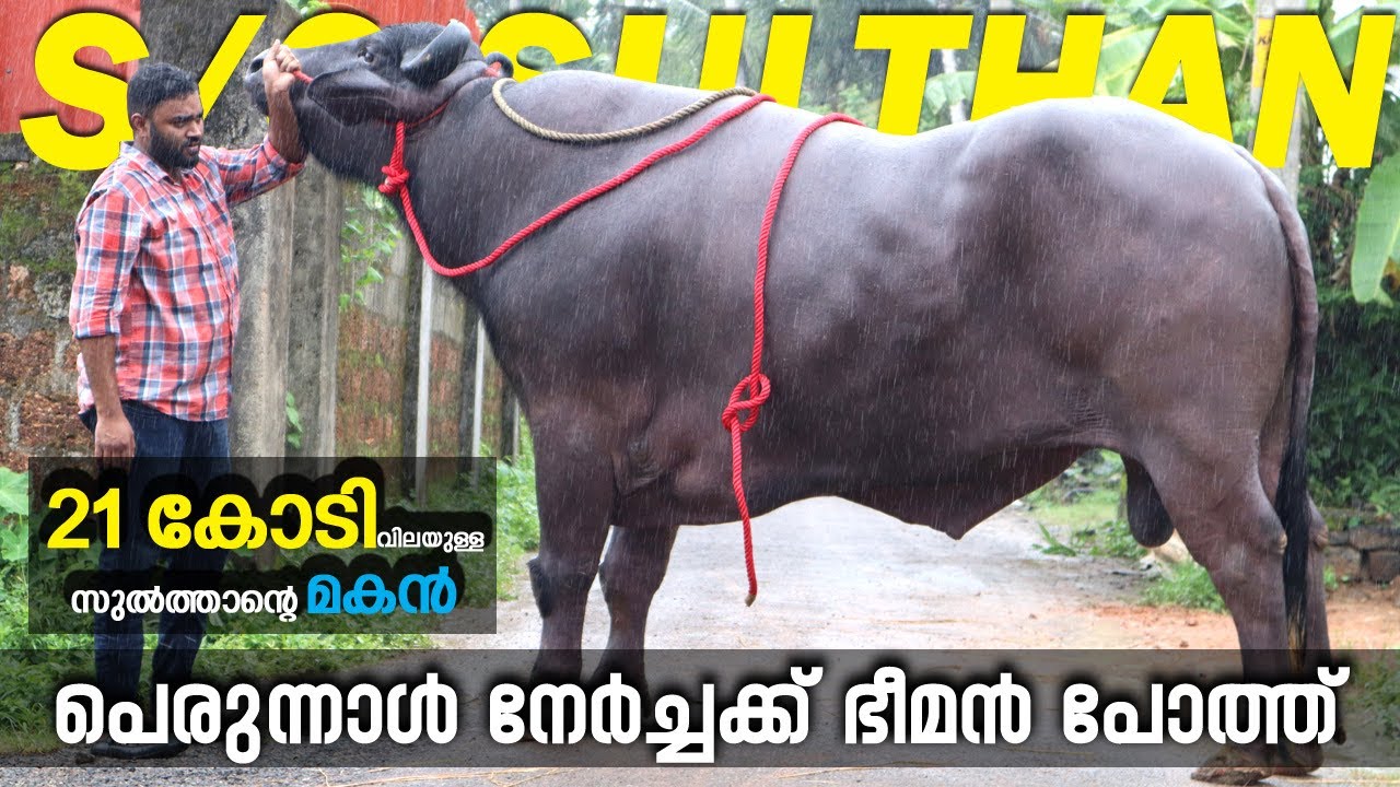 S/o 21 കോടി വിലയുള്ള സുൽത്താൽ പെരുന്നാളിന് 
