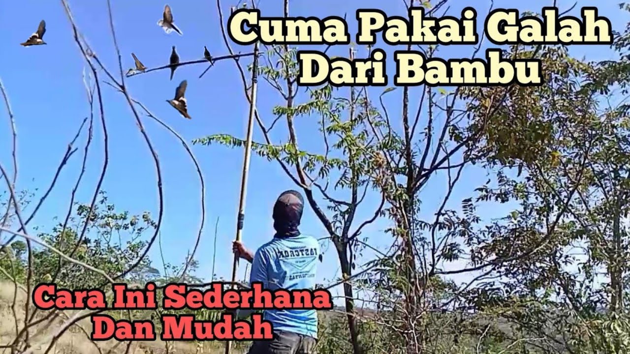 Ternyata Mudah!!! Mikat Perkutut Pakai Galah Bambu