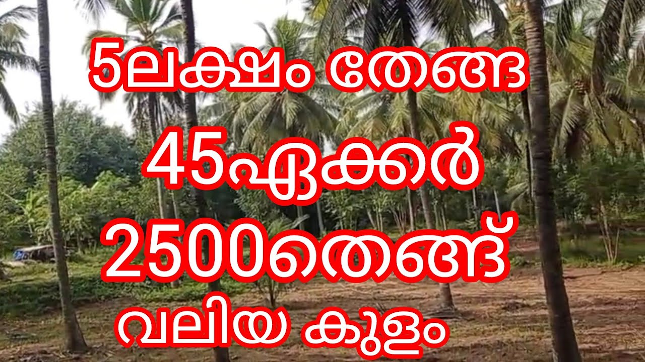 45ഏക്കർ പറമ്പ് 2500തെങ്ങ് സെന്റിന് -50,000.