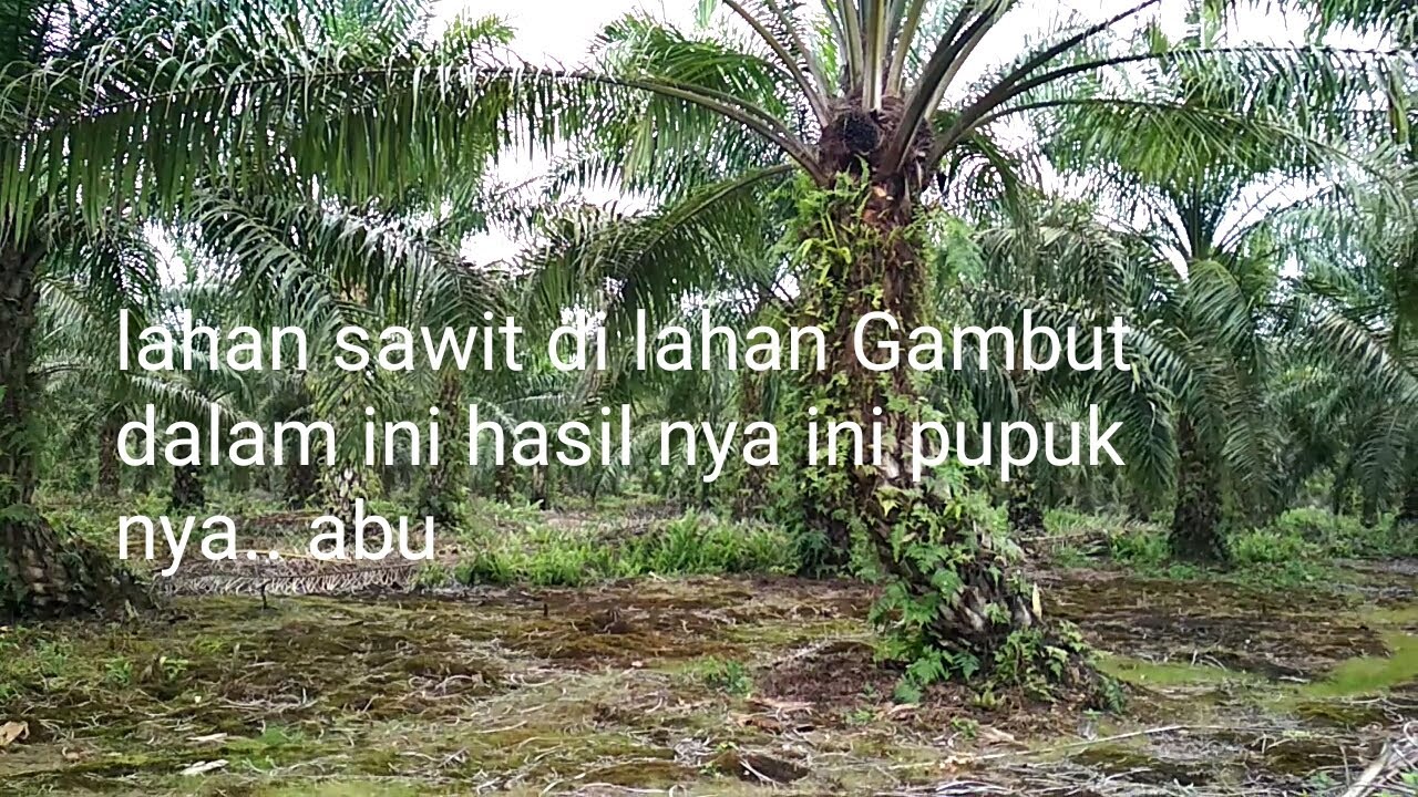 Lahan sawit di lahan gambut dalam bisa bagus dan cantik. Ini pupuk nya abu  bakar