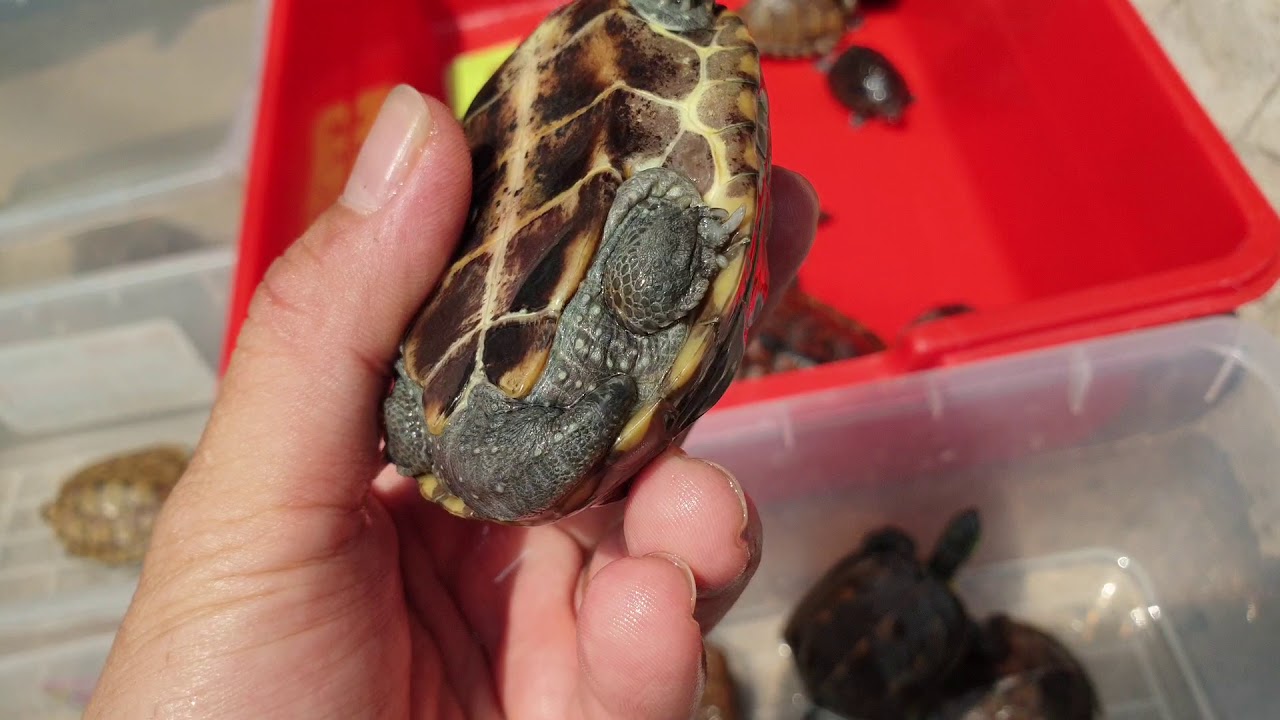 Điểm danh RÙA BÁN CẠN tại Ú Ù PETSHOP đầu tháng 3-2020
