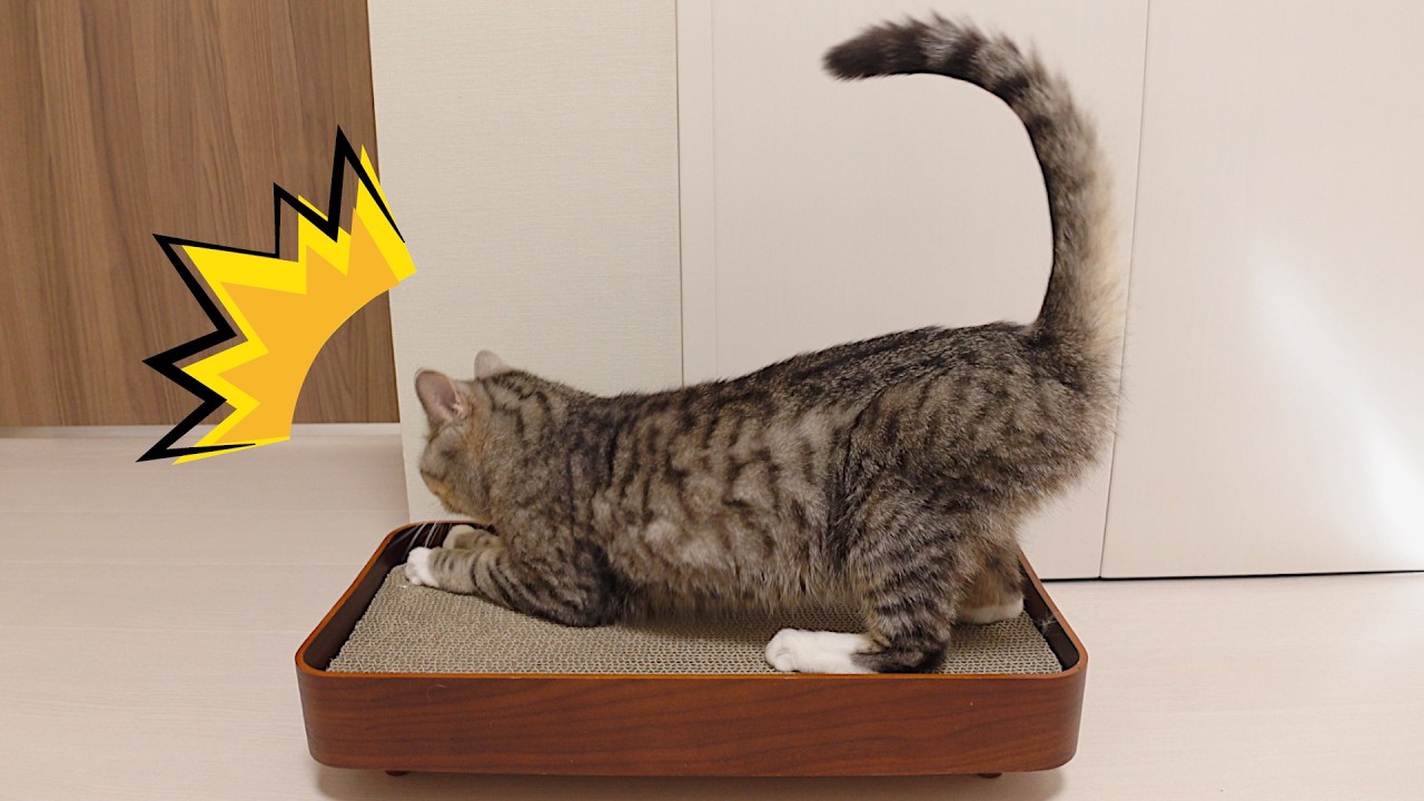 爪とぎへの悪戯を対策。久しぶりの爪とぎを満喫する猫ズ。