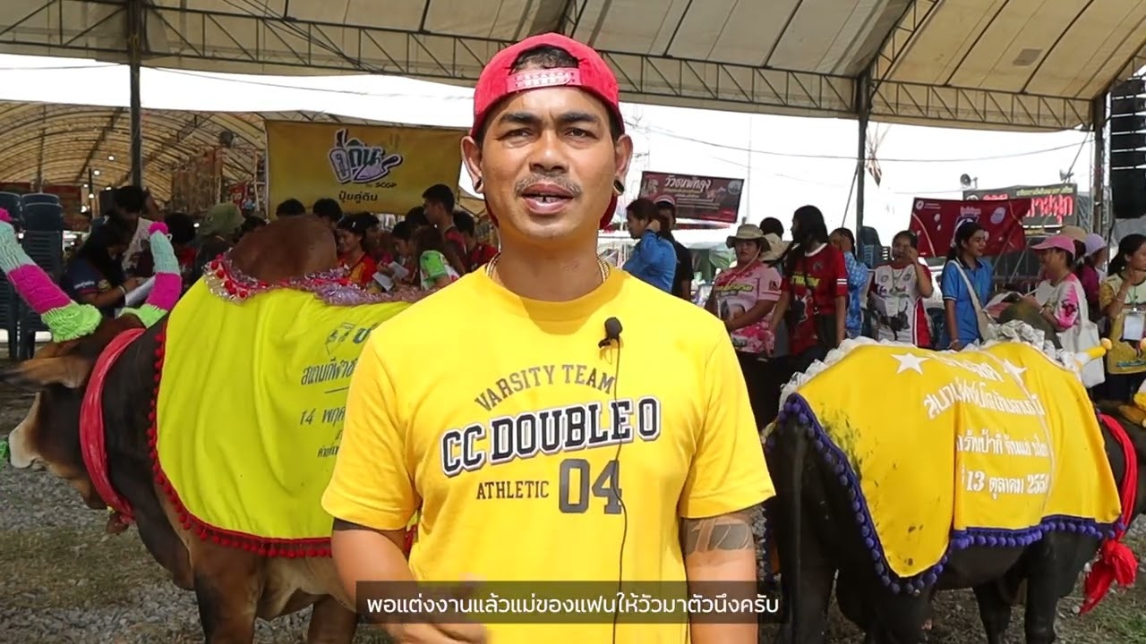 โชว์วัวชนพัทลุง  และเสวนาวัวชนลักษณะดีตามภูมิปัญญาพัทลุง