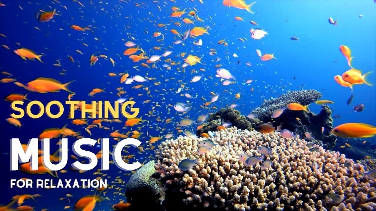 🟣ESCAPE TO THE OCEAN: SOOTHING MUSIC AND TRANQUIL FISH SCENERY