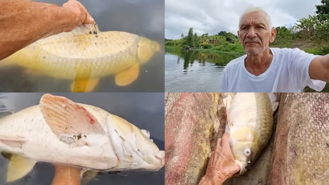 OLHA SÓ O QUE ACONTECEU COM ESSA CARPA DOURADA GIGANTE FUI NO BARCO PEGAR ELA
