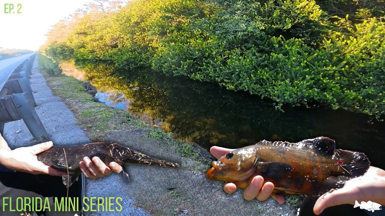 Fishing Roadside Canals in The EVERGLADES! -- Florida Mini Series Part 2