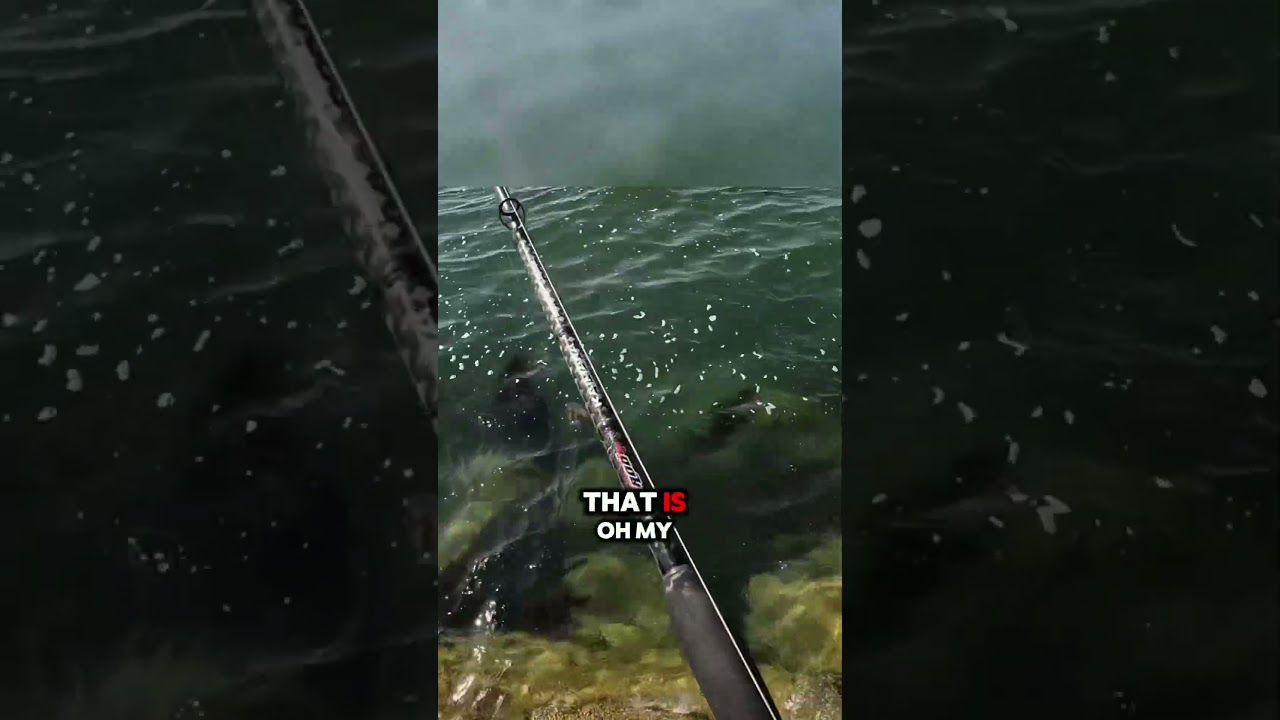 PB Barred sand bass #fishing #saltwater #fishingvideo #fishingtrip #socal #california #saltwaterbass