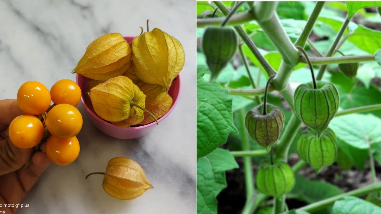 Colhemos nosso fisalis COMO E QUANDO COLHER O PHYSALIS