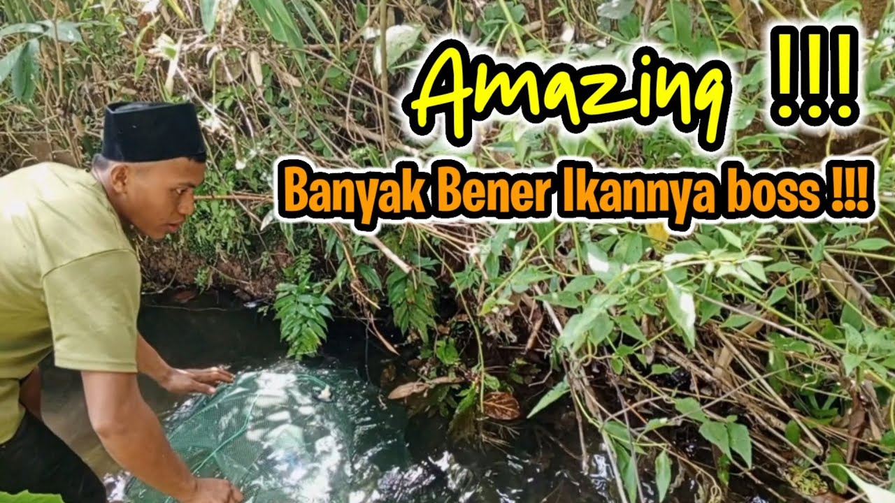 Tidak Disangka! Hanya 2 Jam di Sungai Kecil, Hasil Bubu Payung dan Bubu Lipat mantap betull 