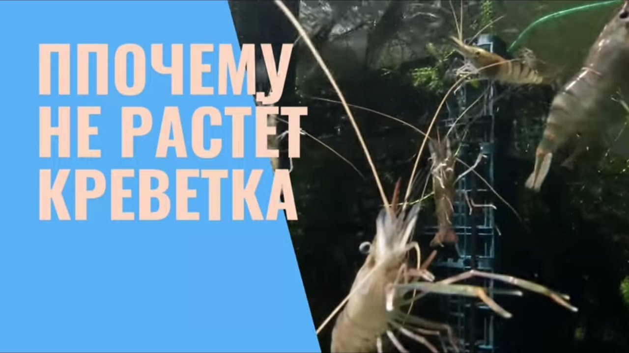 Почему не растёт креветка
