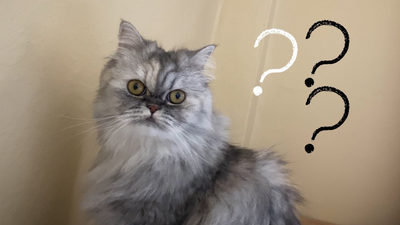 Lola’nın yeni evdeki ilk 2 haftası nasıl geçti? Alışabildi mi dersiniz…